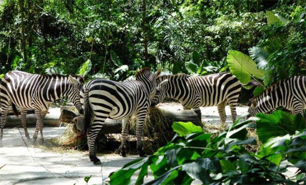新加坡旅游景点排名前十，新加坡动物