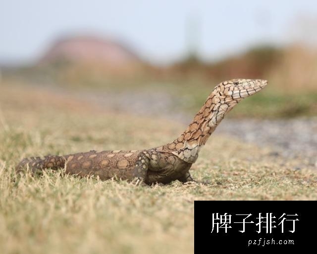 世界上最大的十种蜥蜴(www.1357vip.com)