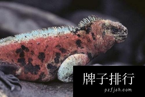 唯一能适应海洋生活的鬣蜥：海蜥蜴是哥斯拉的原型(www.1357vip.com)