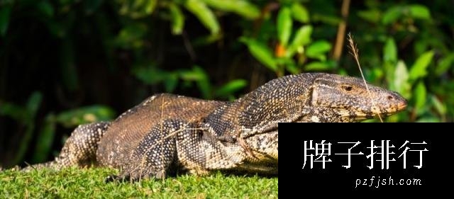 世界上最大的十种蜥蜴(www.1357vip.com)